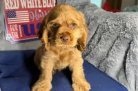 Mally, a female Cocker Spaniel for sale in Buffalo, MO – 4 of 7
