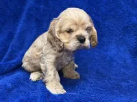 processed/0b0910b8-35b4-49c7-979a-420dd59cbc3e/listing/604130be-903d-44d9-8831-87e0eed6484b/42aad5ca-0d44-4696-b2e2-0255d880f1d0