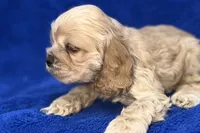 processed/0b0910b8-35b4-49c7-979a-420dd59cbc3e/listing/604130be-903d-44d9-8831-87e0eed6484b/4ce9fa8b-398c-4317-aae7-802dfebe0206