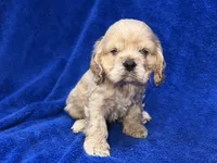 processed/0b0910b8-35b4-49c7-979a-420dd59cbc3e/listing/604130be-903d-44d9-8831-87e0eed6484b/a483ed79-b571-4356-bc41-d2959f8a5dc0