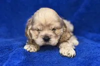 processed/0b0910b8-35b4-49c7-979a-420dd59cbc3e/listing/604130be-903d-44d9-8831-87e0eed6484b/e55ea5ab-ce0f-4122-af03-4db08b7994b9