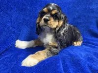 Spider-Man, a male Cocker Spaniel for sale in Buffalo, MO – Photo 10 of 10