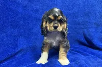 Spider-Man, a male Cocker Spaniel for sale in Buffalo, MO – Photo 6 of 10