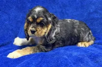 Spider-Man, a male Cocker Spaniel for sale in Buffalo, MO – Photo 3 of 10