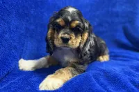 Spider-Man, a male Cocker Spaniel for sale in Buffalo, MO – Photo 7 of 10