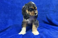 Spider-Man, a male Cocker Spaniel for sale in Buffalo, MO – Photo 8 of 10