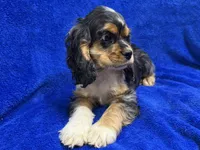 Spider-Man, a male Cocker Spaniel for sale in Buffalo, MO – Photo 5 of 10