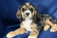 Heidi, a female Cocker Spaniel for sale in Buffalo, MO – 7 of 7