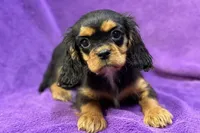Ally, a female Cavalier King Charles Spaniel for sale in Buffalo, MO – Photo 2 of 6