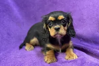 Ally, a female Cavalier King Charles Spaniel for sale in Buffalo, MO – Photo 1 of 6