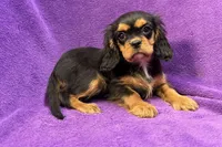 Ally, a female Cavalier King Charles Spaniel for sale in Buffalo, MO – Photo 6 of 6