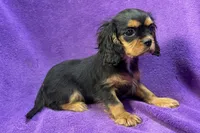 Ally, a female Cavalier King Charles Spaniel for sale in Buffalo, MO – Photo 5 of 6