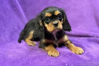 Ally, a female Cavalier King Charles Spaniel for sale in Buffalo, MO – Photo 3 of 6