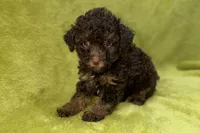 Oreo, a male Poodle - Toy  for sale in Buffalo, MO – 3 of 7