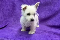 Lottie, a female West Highland White Terrier for sale in Buffalo, MO – 8 of 9