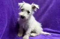 Paisley, a female West Highland White Terrier for sale in Buffalo, MO – 3 of 9