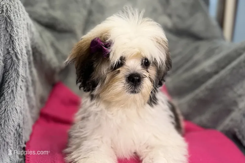 Lolly – Lhasa Apso puppy for sale in Buffalo, MO