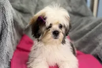 Lolly, a female Lhasa Apso for sale in Buffalo, MO – 1 of 8