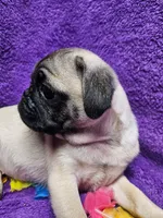 Bailey, a female Pug for sale in Buffalo, MO – 2 of 9
