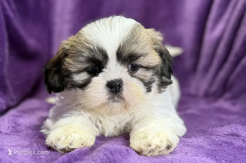 Rosie, a female Lhasa Apso for sale in Buffalo, MO – Photo 1 of 7