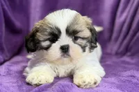 Rosie, a female Lhasa Apso for sale in Buffalo, MO – Photo 1 of 7