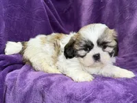 Rosie, a female Lhasa Apso for sale in Buffalo, MO – Photo 7 of 7