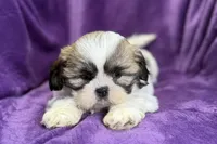 Rosie, a female Lhasa Apso for sale in Buffalo, MO – Photo 4 of 7