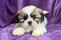 Rosie, a female Lhasa Apso for sale in Buffalo, MO – Photo 2 of 7
