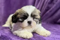 Rosie, a female Lhasa Apso for sale in Buffalo, MO – Photo 3 of 7