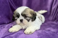 Rosie, a female Lhasa Apso for sale in Buffalo, MO – Photo 6 of 7
