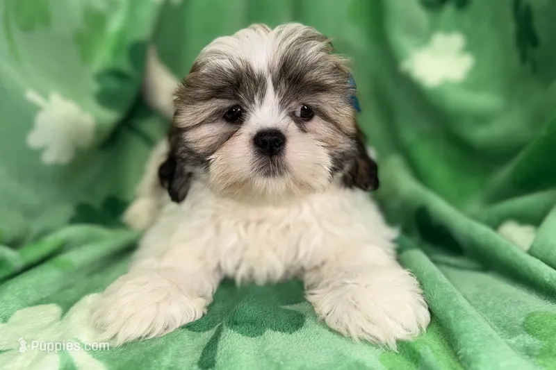 Rosie – Lhasa Apso puppy for sale in Buffalo, MO