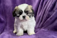 Rosie, a female Lhasa Apso for sale in Buffalo, MO – Photo 5 of 7