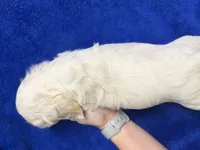 Charlie, a male Cocker Spaniel for sale in Buffalo, MO – Photo 6 of 9