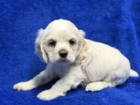 Charlie, a male Cocker Spaniel for sale in Buffalo, MO – Photo 8 of 9