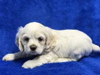 Charlie, a male Cocker Spaniel for sale in Buffalo, MO – Photo 1 of 9