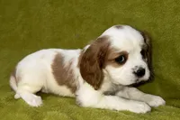 Tate, a male Cavalier King Charles Spaniel for sale in Buffalo, MO – 5 of 8