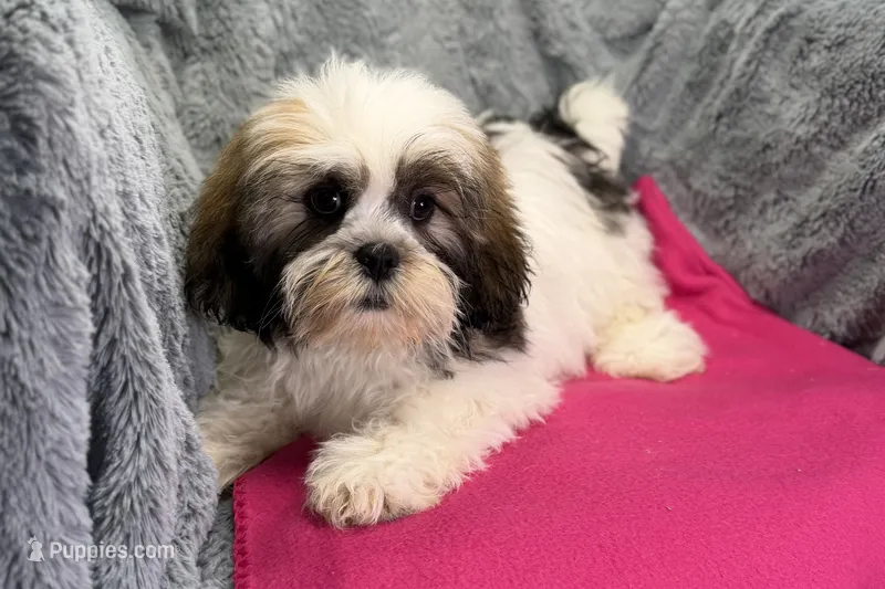 Lily – Lhasa Apso puppy for sale in Buffalo, MO