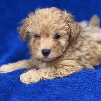 Lucas, a male Poodle - Toy  for sale in Buffalo, MO – Photo 1 of 9