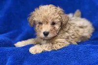 Lucas, a male Poodle - Toy  for sale in Buffalo, MO – Photo 1 of 9