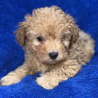 Lucas, a male Poodle - Toy  for sale in Buffalo, MO – Photo 6 of 9