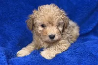 Lucas, a male Poodle - Toy  for sale in Buffalo, MO – Photo 6 of 9