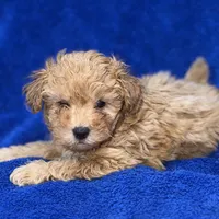 Lucas, a male Poodle - Toy  for sale in Buffalo, MO – Photo 5 of 9