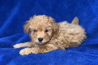 Lucas, a male Poodle - Toy  for sale in Buffalo, MO – Photo 5 of 9