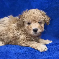 Lucas, a male Poodle - Toy  for sale in Buffalo, MO – Photo 7 of 9