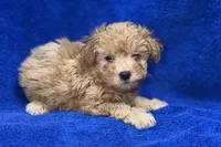 Lucas, a male Poodle - Toy  for sale in Buffalo, MO – Photo 7 of 9