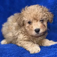 Lucas, a male Poodle - Toy  for sale in Buffalo, MO – Photo 2 of 9