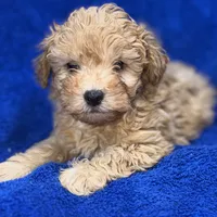 Lucas, a male Poodle - Toy  for sale in Buffalo, MO – Photo 4 of 9