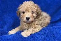 Lucas, a male Poodle - Toy  for sale in Buffalo, MO – Photo 4 of 9