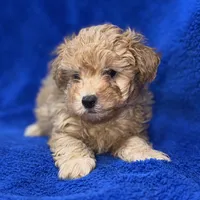 Lucas, a male Poodle - Toy  for sale in Buffalo, MO – Photo 3 of 9