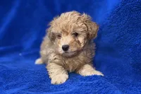 Lucas, a male Poodle - Toy  for sale in Buffalo, MO – Photo 3 of 9